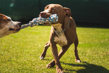 Two dogs amstaff terrier playing tug of war outside. Young and old dog fun in backyard. Canine theme
