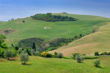 Cluster of grazing sheep on a hillside in Tuscany Italy