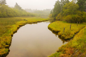 Beautiful Wetland View on a Foggy Morning. A wetland is a distinct ecosystem that is flooded by water, either permanently or seasonally, where oxygen-free processes prevail. Here seen on Lummi Island.