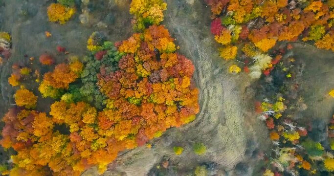 Aerial view. Directly above the deciduous forest in autumn. Northern red oak grove at autumn. High.