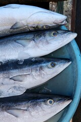 Fish in market in Flores