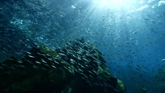 silversides hiding behind secret rocks  under sun shine and beams underwater silverside fish school wavy sea protection ocean scenery