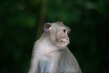 可愛いサル