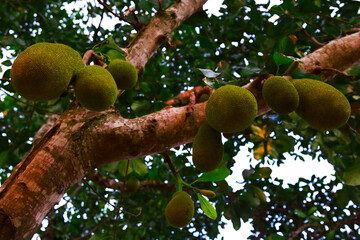 
jackfruit fruit on the tree