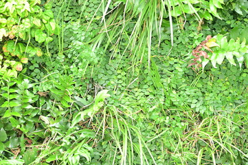 グリーンカーテン