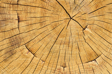 cross section of tree 2:3