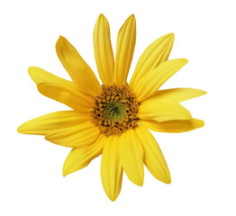 Obraz premium Meadow yellow flower isolated on white. Blooming yellow meadow blooming flower.