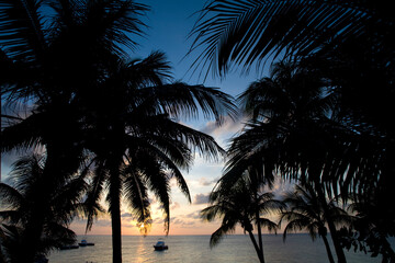 Obraz na płótnie Canvas Palm Trees at Sunset, Grand Cayman