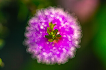 Pink Melaleuca Flower from the Garden