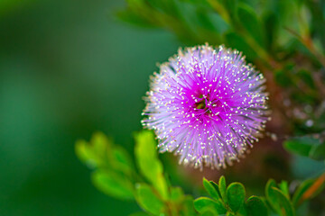 Pink Melaleuca Flower from the Garden