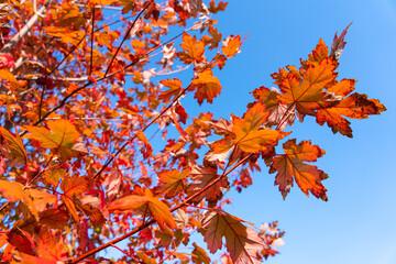 Tree branch with red autumn leaves