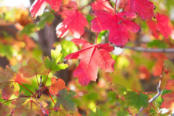 Tree branch with red autumn leaves