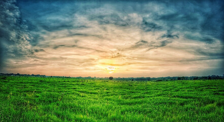 Fototapeta na wymiar green grass meadow and blue clouds during sunset. wide angle landscape