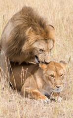 Lions, Panthera leo, mating. Serengeti, Tanzania.