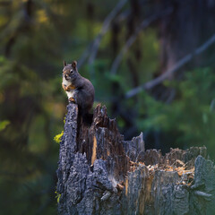 Obraz premium Squirrel on a Tree