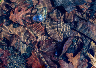 fall foliage underwater