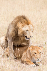 Lions, Panthera leo, mating. Serengeti, Tanzania.