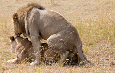 Lions, Panthera leo, mating. Tanzania.