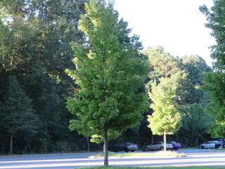 trees in the park