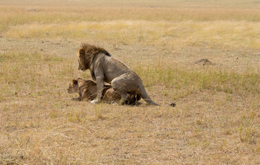 Lions, Panthera leo, mating. Tanzania.