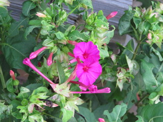 pink flowers in a garden