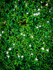 Fototapeta na wymiar white togor flowers between green leaves