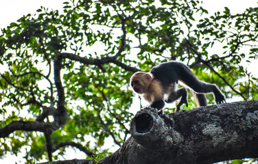 White-faced monkey 