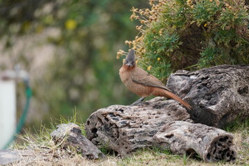Angry Bird