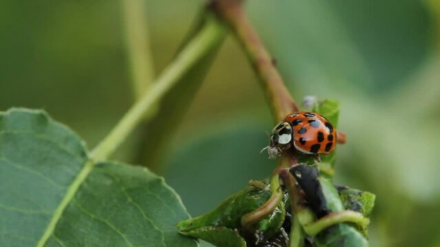 ladybug eats aphids caught on a tree branch