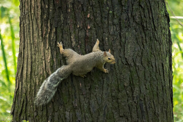 A common gray squirrel closeup as it hangs onto the side of a large tree trunk with legs sprawled out and looks towards the camera with green foliage in background beyond.