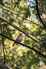 Wildlife bird photograph of a single Swainson's thrush in the wild sitting or perched on a thin branch in the woods with other branches and green leaves in the background.