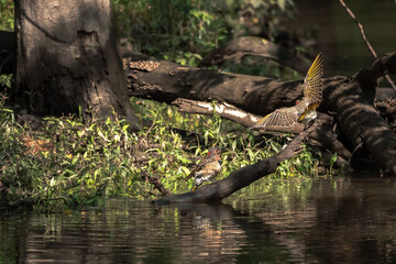 Wildlife photograph of a pair of northern flicker woodpecker birds on a branch sticking out of the water on a river bank in the woods with wings outstretched displaying its beautiful feather patterns.
