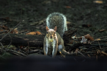 A close up image of a common gray squirrel with bushy tail and with an acorn nut in its mouth looking towards the camera as it stands on all four legs in the woods.