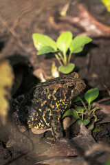 A close up of a large brown colored bumpy toad sitting on the ground among a few green plants in the forest.