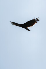 A silhouette of a large turkey vulture or buzzard bird circling as it soars and flies with wings outstretched and illuminated by the sun in the sky above with blue sky background.