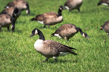 A close up of a flock of migratory wild Canadian geese foraging in a green lush grassy area of a public park.