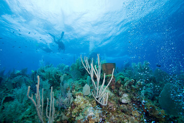 Scuba Divers near Bloody Bay Wall, Cayman Islands