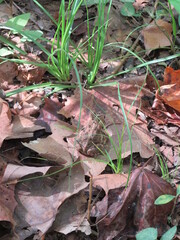 autumn leaves on the ground