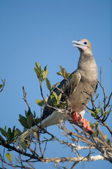 Red-Footed Booby, Cayman Islands