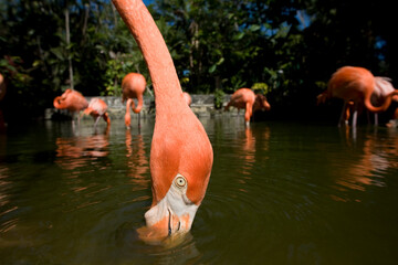 Caribbean Flamingos, Nassau, Bahamas © Paul