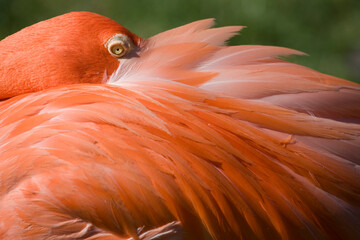 Fototapeta premium Caribbean Flamingo, Nassau, Bahamas