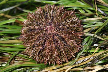 Live sea urchin out of water on green seaweed