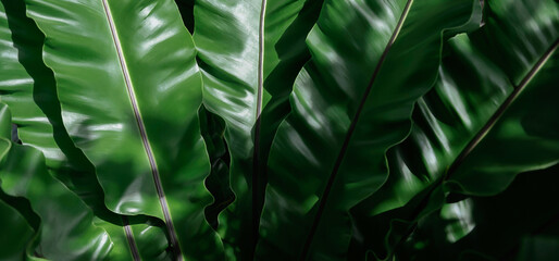 Naklejka na ściany i meble tropical green leaves, leaf texture background