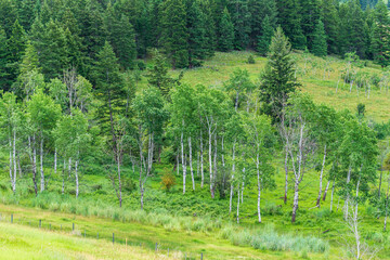 Aspen Trees nice summer morning in green valley british columbia Canada