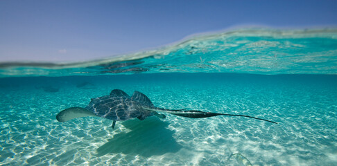 Stingray City, Cayman Islands, Caribbean © Paul