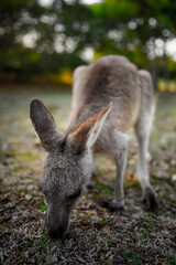 Close up of a Kangaroo feeding off grass