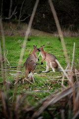 Two kangaroos engaging with each other