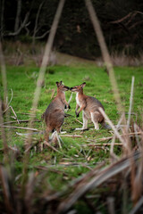 Two Kangaroos close together looking directly at each other