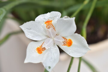 #flor #colores #fucsia #naranja #flowers #primavera #naturaleza