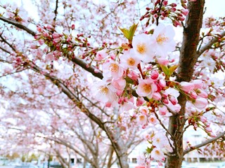 Beautiful cherry blossoms sakura tree bloom in spring in the park